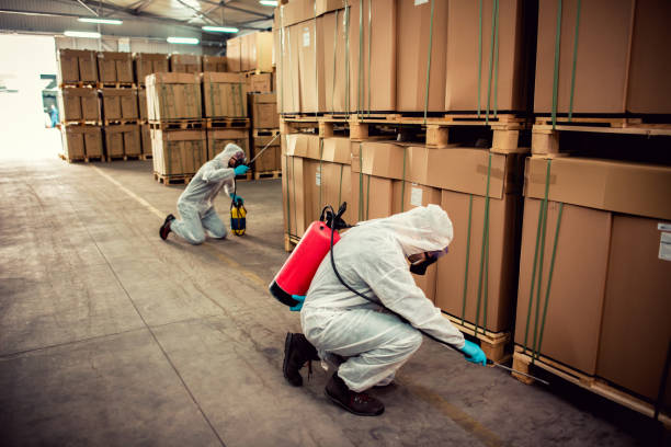 Best Termite Control Services  in Forestville, MD