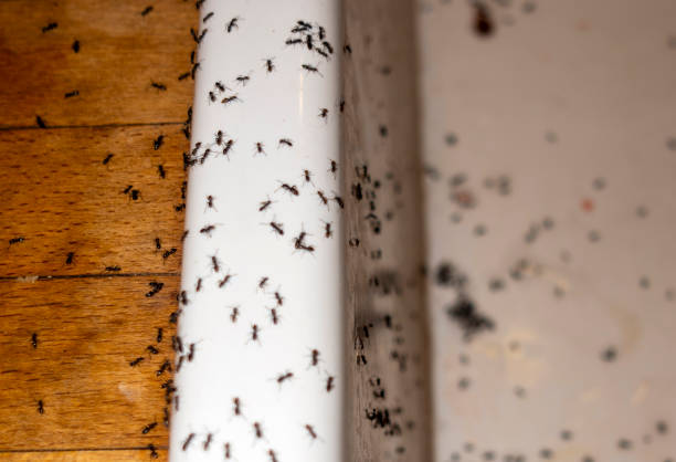 Best Wasp Removal Services  in Forestville, MD