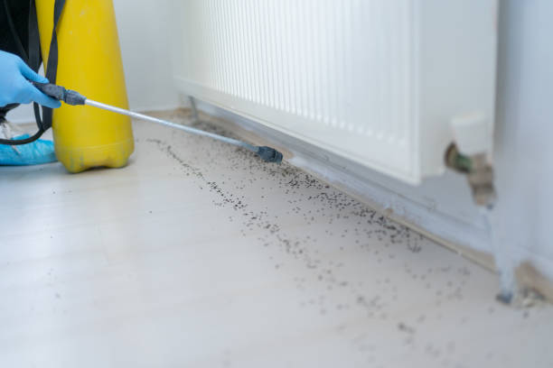 Reliable Forestville, MD Pest Control Solutions