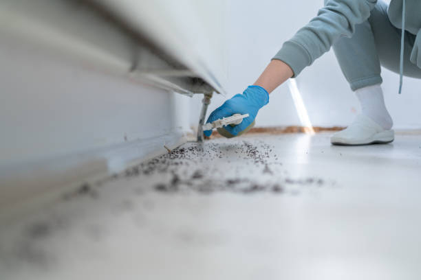 Best Ant Control Services  in Forestville, MD